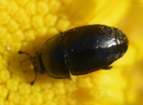 Meligethinae